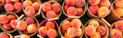 peaches-feature.png
